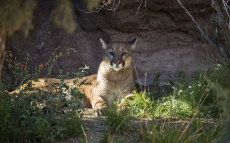 Mountain Lion Sips From Pool at Arizona Job Site (Video)