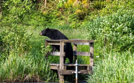 ‘Best Day of My Life’: Viral Coffinboarder Encounters Bear