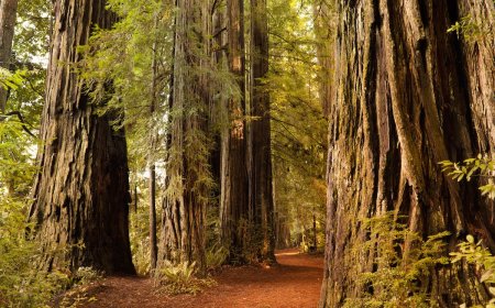 Man Arrested for Stealing Old-Growth Redwood From State Park