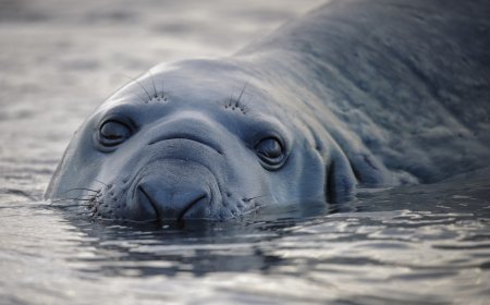 Neil the Seal Is a Viral Elephant Seal Wreaking Havoc in Tasmania