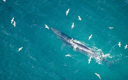 WATCH: Hilarious Viral Video Shows Whale Watch Gone Wrong