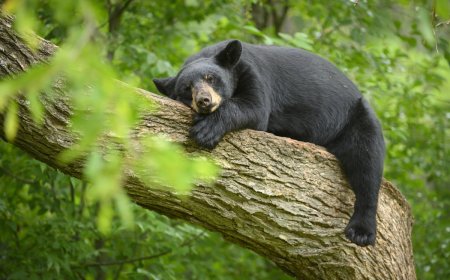 Black Bear Attempts Ziplining in Connecticut Backyard (Video)