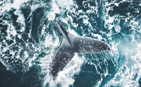 ‘Bizarre Situation’: Whale Sinks Fire Crew’s Rescue Boat