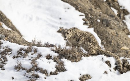 Woman Shocked to See Rare Snow Leopard Cross Road (Video)