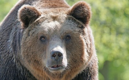‘Big-Headed’ Grizzly Bear Makes Appearance on Trail Cam (Video)