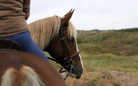 Horseback Rider Finds Speakers Playing Creepy Sounds on Trail