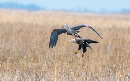 Bald Eagle vs. Great Blue Heron: A Marina Showdown