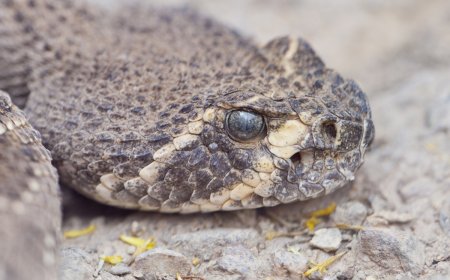 WATCH: Man Gives Rattlesnake a Drink From His Water Bottle