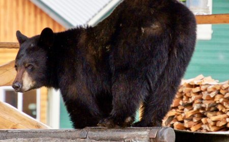 Bear Breaks Into Hotel in Juneau, Alaska (Video)