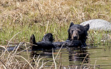 Black Bear Family Takes a Summer Dip in a Tiny Pond (Video)