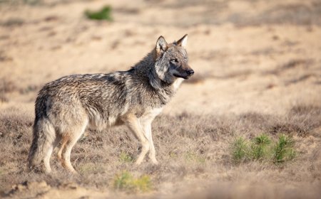 Backpack-Stealing Wolf Prompts Closures at This National Park
