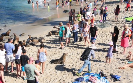 WATCH: Sea Lions Chase Beach Goers in San Diego