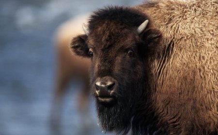 Man Behind Viral Footage of Bison Attack Defends Victim
