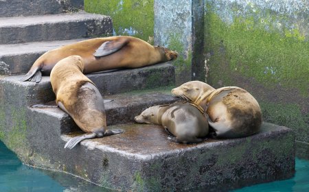 WATCH: Sea Lions Slide Down Stairs at Abandoned Lighthouse
