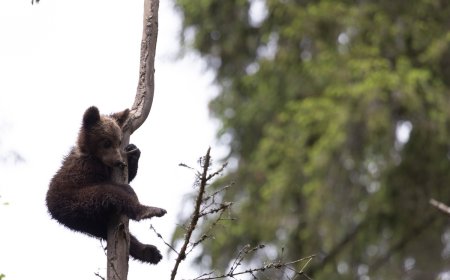 Alaska Bear Cubs Climb Precariously High in ‘Nanny Tree’
