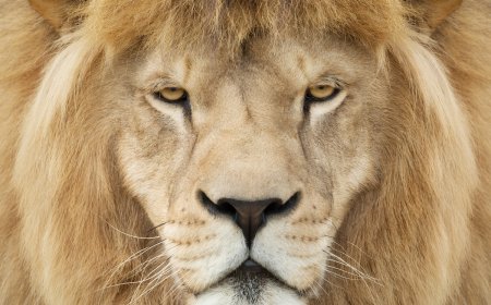 Viral White Lion with a Mullet, Hang Hang, Dies in Chinese Zoo