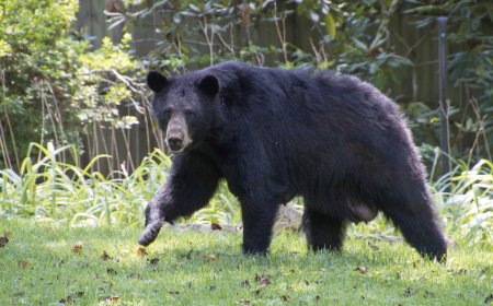 Large Bear and Family Dog Hang Out in Colorado Backyard