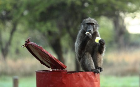 Baboon Steals Fruit From Doom-Scrolling Safari Guests (Video)
