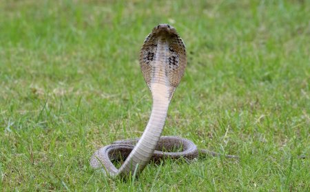WATCH: Bizarre Fight Between a House Cat and a Cobra in China