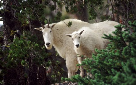 Mountain Goat vs. Hikers at North Cascades National Park (Video)