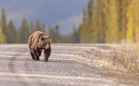 WATCH: Hikers’ Close Encounter With Grizzly Bear on Alaska Trail