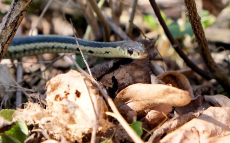 ‘Bro, There’s a Snake in the Beer’: Snake Hides in Coors Light Six Pack