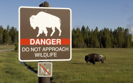 Yellowstone Bison Attack Victim Shares His Side of the Story