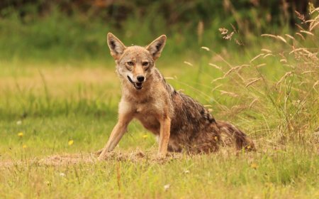 Hilarious Coyote ‘Butt Scoot’ Caught on Trail Cam (Video)