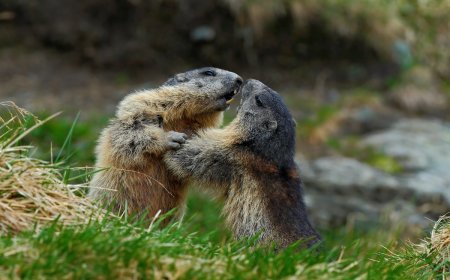WATCH: Marmot Wrestling Match in Mt. Rainier National Park