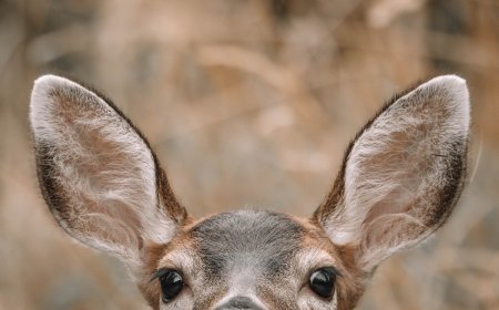 Caught on Trail Cam: Adorable Mule Deer Doe and Her Fawns