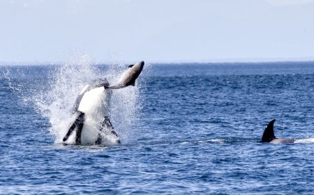 Epic Whale-Watch Footage Shows Orcas Leaping and Hunting