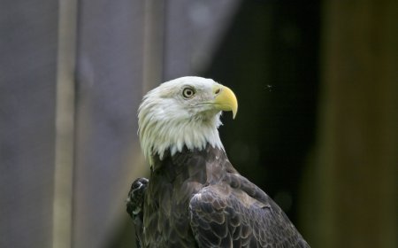 Famous Bald Eagle, Jackie, Injured and in ‘Critical’ Condition