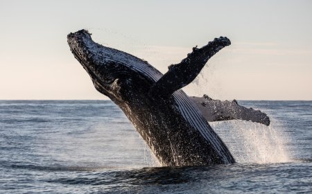 ‘Humpback Whale Almost Landed on Top of Us’: See Massive Breach