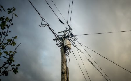 Bear Stuck on New Mexico Power Pole Dies by Electrocution