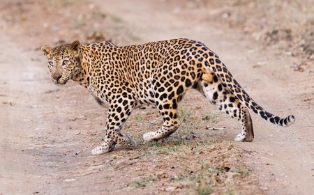 WATCH: Leopard Randomly Attacks Liquor Store Worker in India