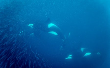Footage Shows Orcas ‘Pulverizing’ a Sunfish by Ramming Into It