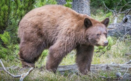WATCH: Bear Caught Scratching Booty Against Tree in Colorado