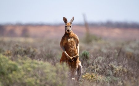‘Aussie Neighborhood Watch’: Kangaroos Block Sidewalk