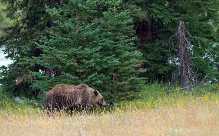 Terrifying Encounter With Bear on Banff Hiking Trail (Viral Video)