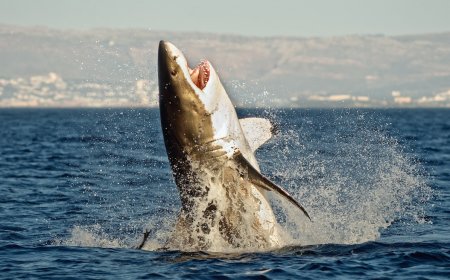 WATCH: Great White Shark Leaps Into Air Near Body Boarder