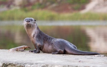 WATCH: Rare Video of Otters in Arizona’s Salt River