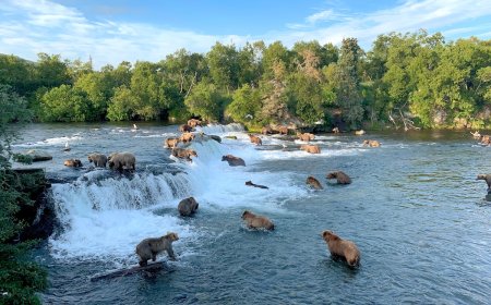 Alaska Brown Bear Kills a Young Cub on Livestream in Katmai