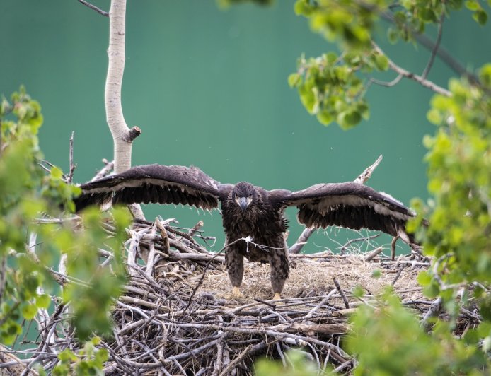 Famous Bald Eaglets Fledge and ‘Fludge’: See Latest Updates