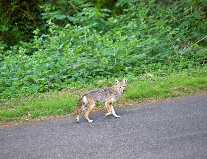 Caught on Security Cam: Coyote Plays Soccer in Backyard