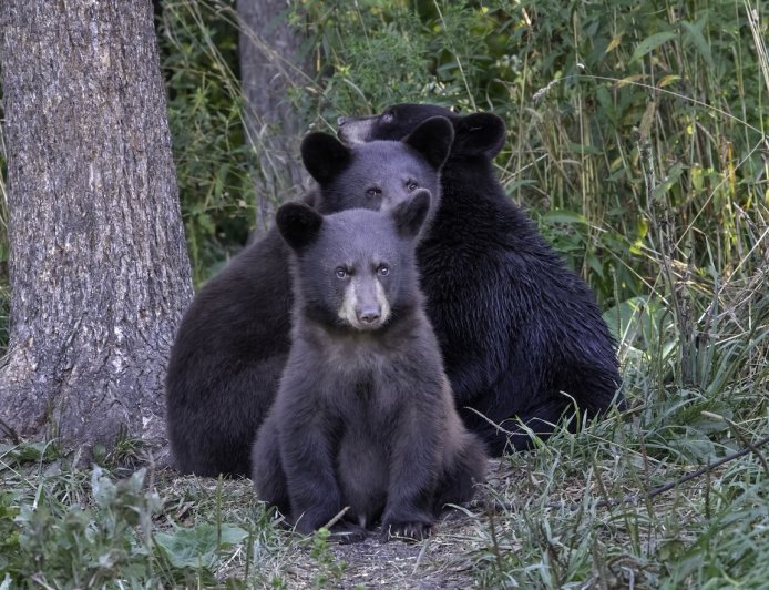 WATCH: Bear Cubs Fight as Mom Looks on in British Columbia
