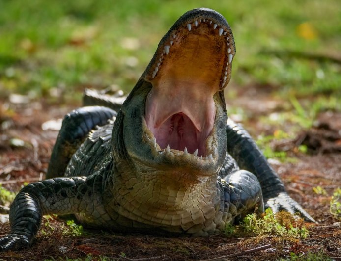 Woman Dies in Horrific Alligator Attack in Florida