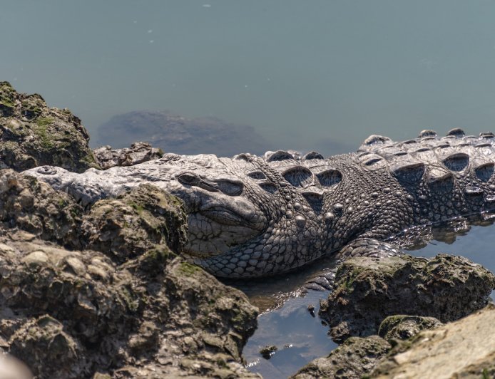 Couple That Tried to Save Man From Crocodile Attack Speaks Out
