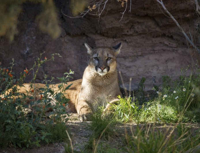 Mountain Lion Sips From Pool at Arizona Job Site (Video)