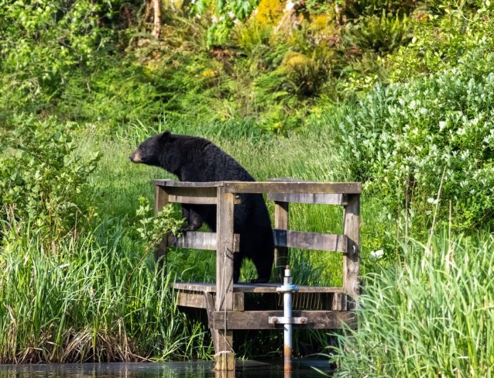‘Best Day of My Life’: Viral Coffinboarder Encounters Bear