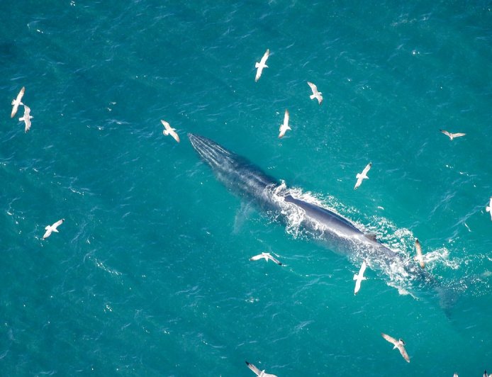 WATCH: Hilarious Viral Video Shows Whale Watch Gone Wrong